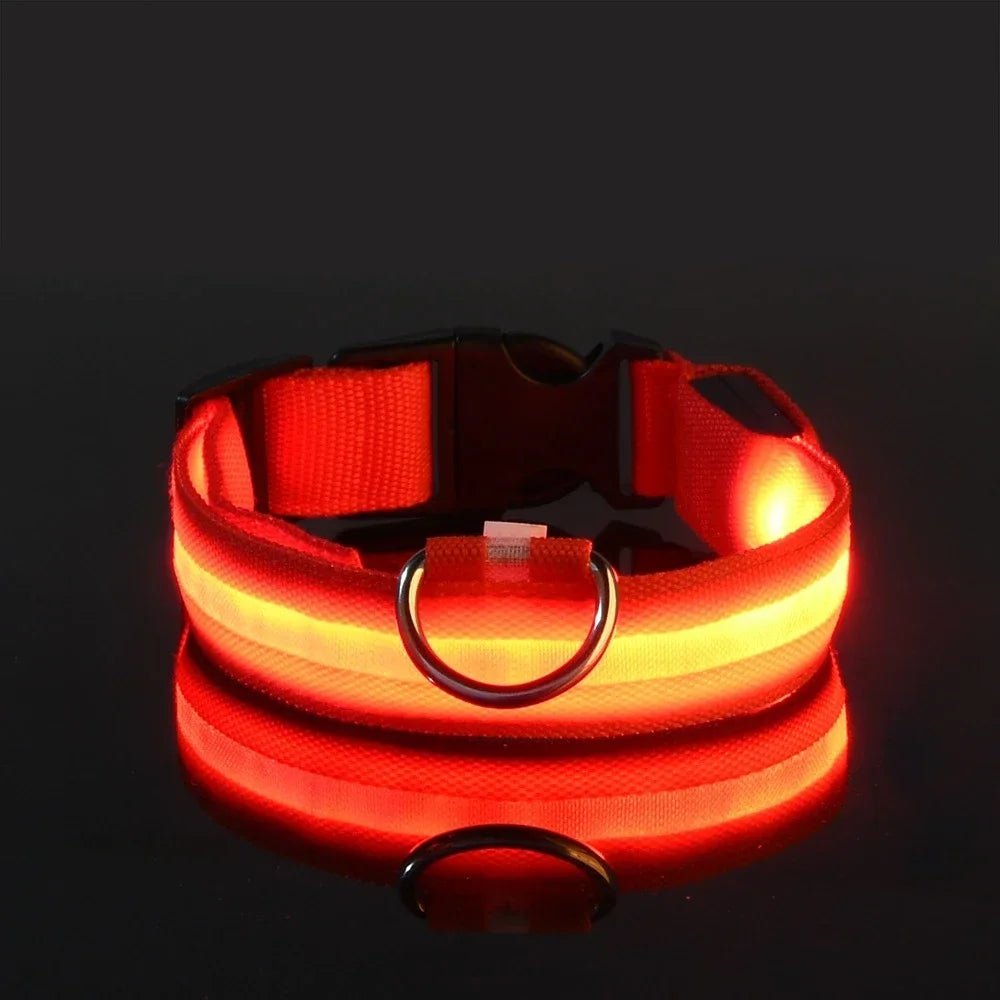 Premium LED Hundehalsband USB aufladbar – Wasserdicht & Sichtbar bis 500m - PfotenEshop