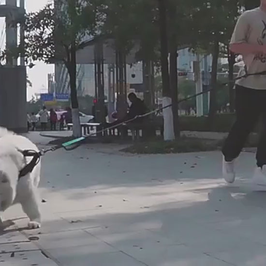 Freihändige Hundeleine mit Bauchgurt und Ruckdämpfer beim Laufen mit Hund