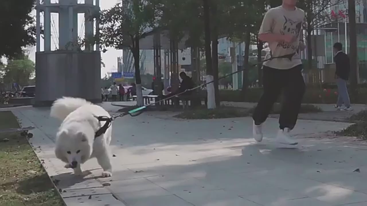 Freihändige Hundeleine mit Bauchgurt und Ruckdämpfer beim Laufen mit Hund